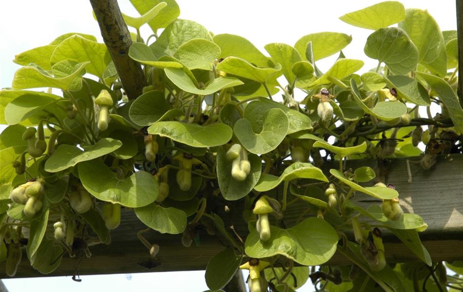 Aristolochia macrophylla