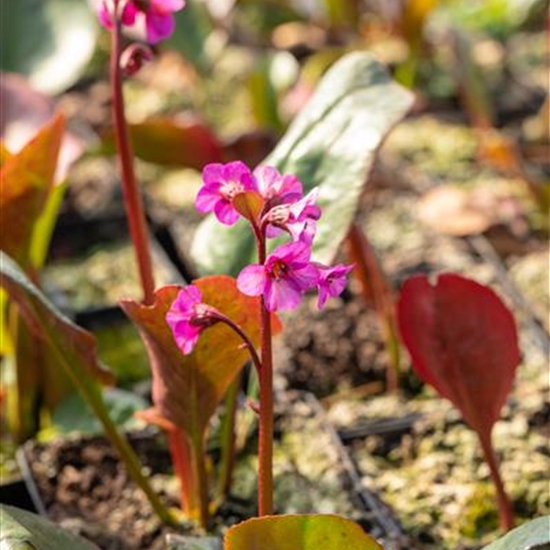 Bergenia cordifolia 'Eroica'