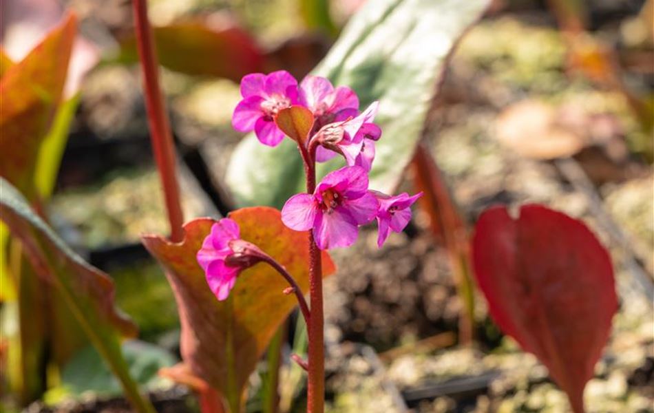 Bergenia cordifolia 'Eroica'