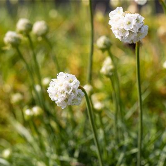 Armeria maritima 'Alba'