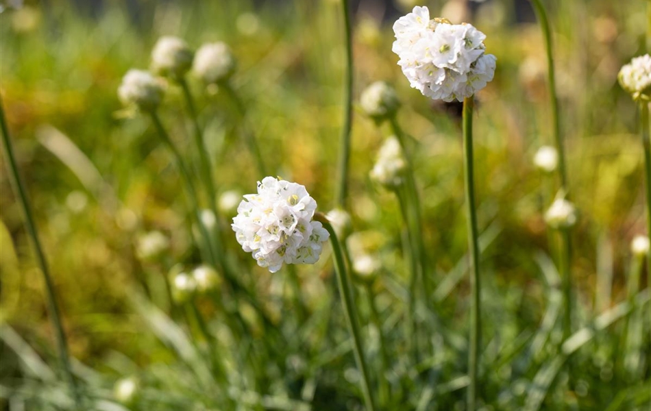 Armeria maritima 'Alba'