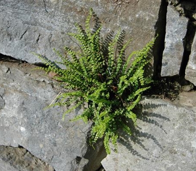 Asplenium trichomanes