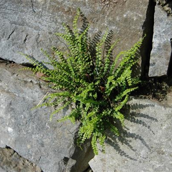 Asplenium trichomanes