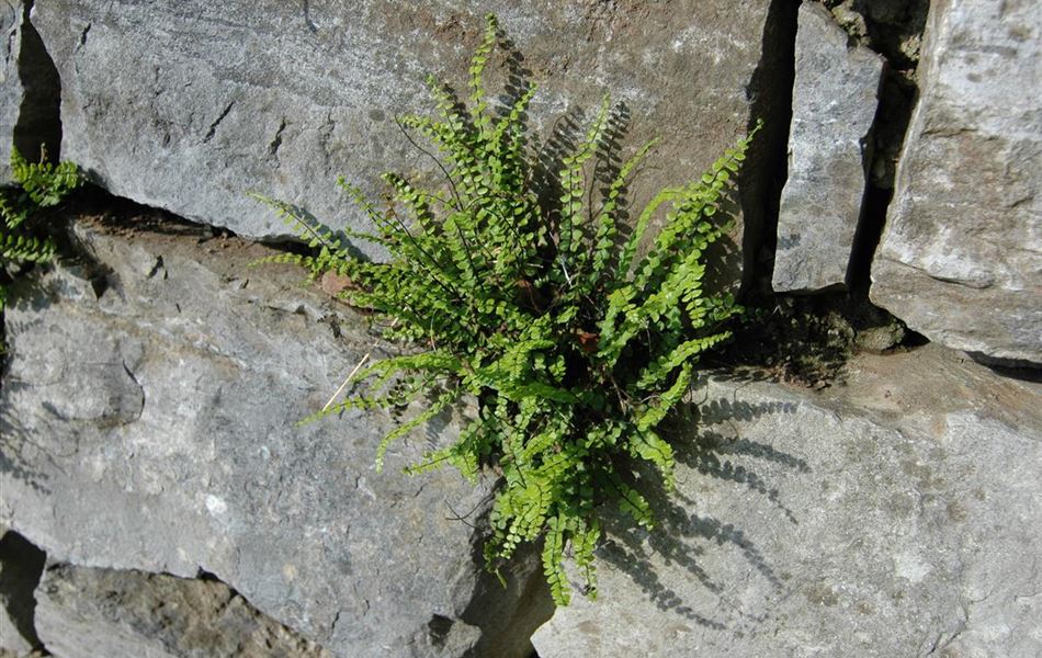 Asplenium trichomanes