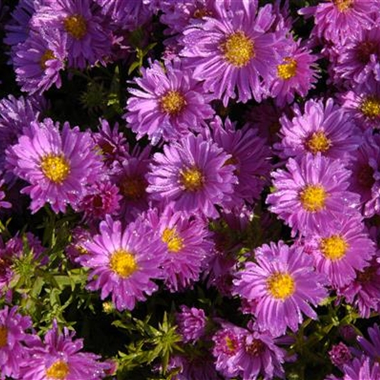 Aster (Dumosus-Gruppe) 'Herbstgruss vom Bresserhof'