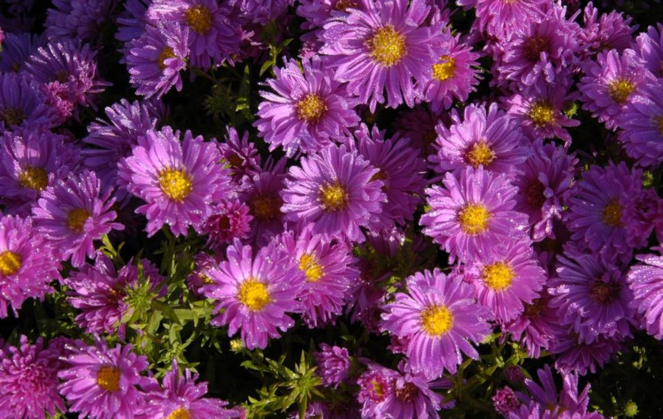 Aster (Dumosus-Gruppe) 'Jenny'