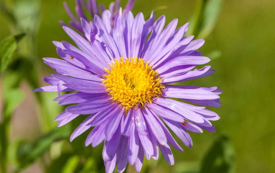 Aster alpinus 'Dunkle Schöne'