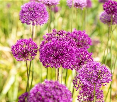 Allium aflatunense 'Purple Sensation'