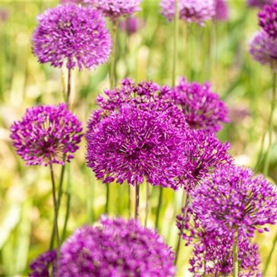 Allium aflatunense 'Purple Sensation'