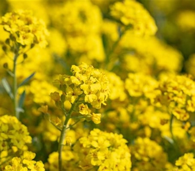 Alyssum montanum 'Berggold'