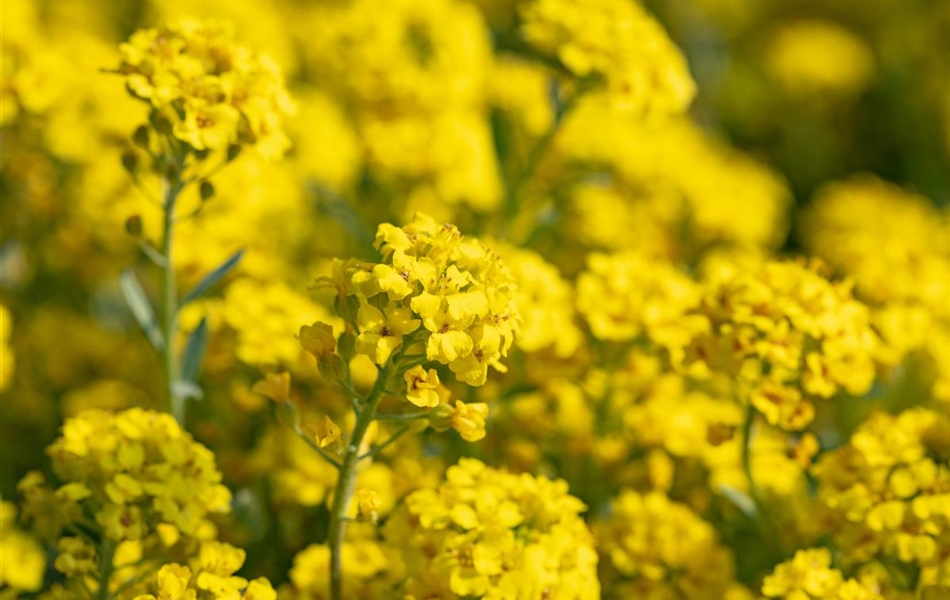 Alyssum montanum 'Berggold'