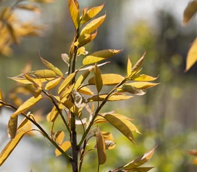 Amelanchier arborea 'Robin Hill'