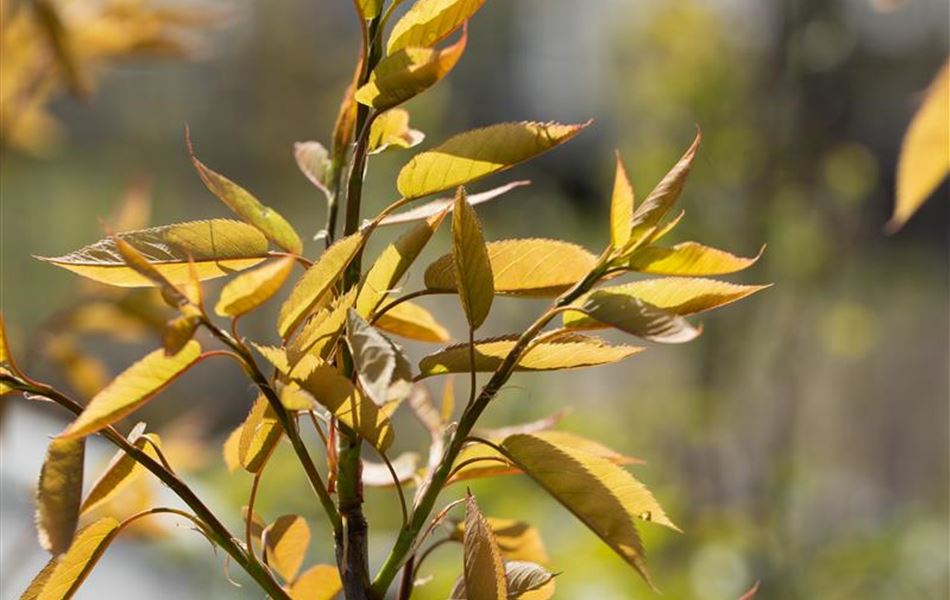 Amelanchier arborea 'Robin Hill'