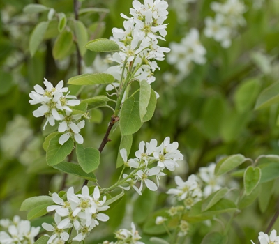 Amelanchier ovalis