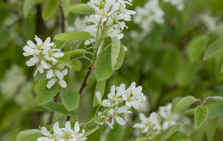 Amelanchier ovalis