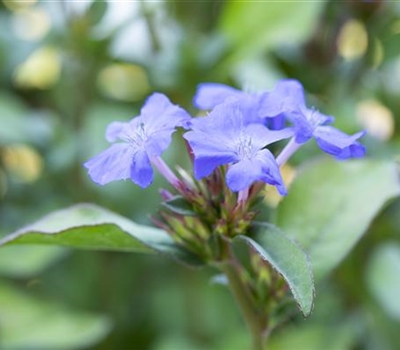 Ceratostigma plumbaginoides