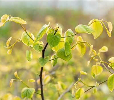 Cercis canadensis 'Lavender Twist'