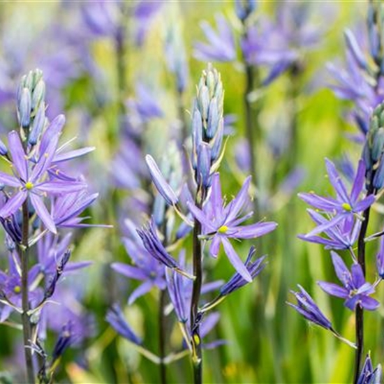 Camassia leichtlinii 'Caerulea'