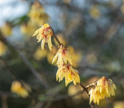 Chimonanthus praecox