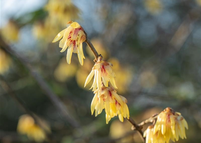 Chimonanthus praecox