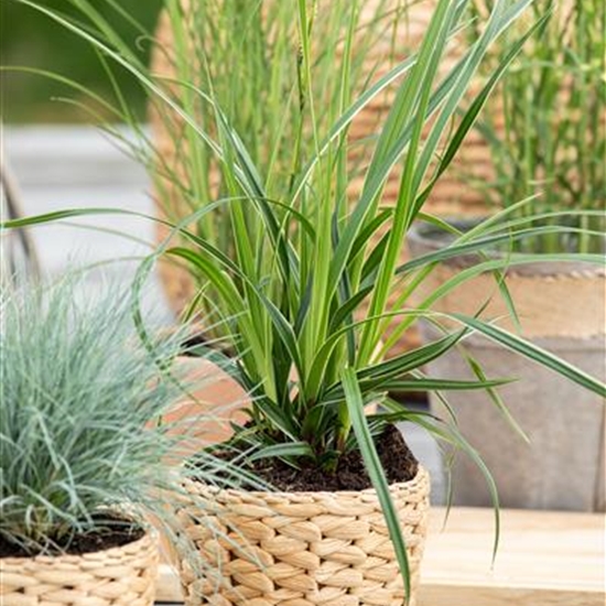 Carex morrowii 'Variegata'