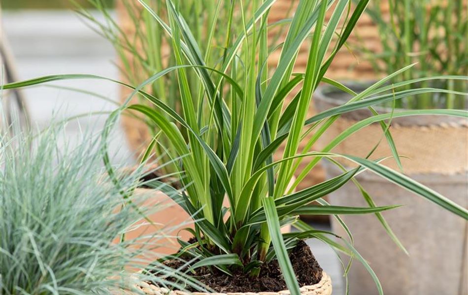 Carex morrowii 'Variegata'