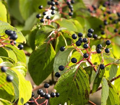 Cornus sanguinea