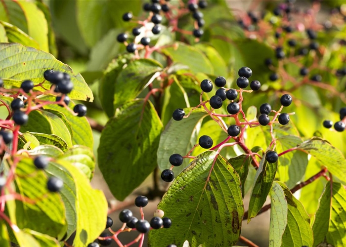 Cornus sanguinea