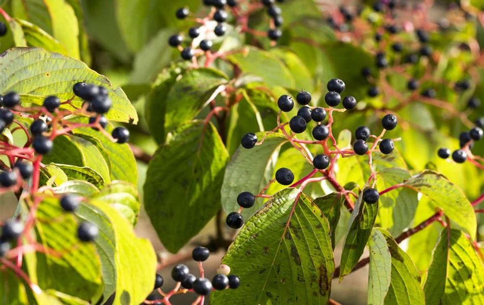 Cornus sanguinea