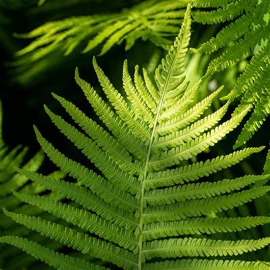 Dryopteris erythrosora