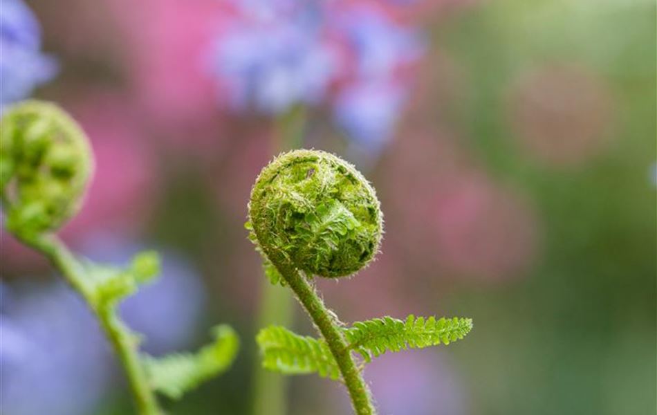 Dryopteris filix-mas