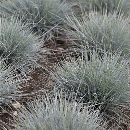 Festuca glauca 'Uchte'