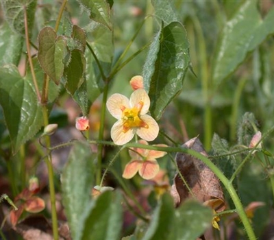 Epimedium pubigerum 'Orangekönigin'