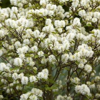 Fothergilla gardenii