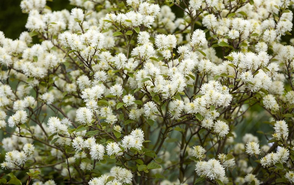 Fothergilla gardenii