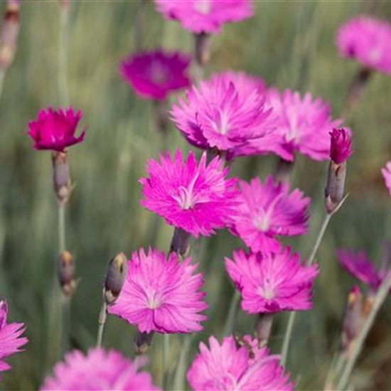 Dianthus gratianopolitanus 'Pink Jewel'