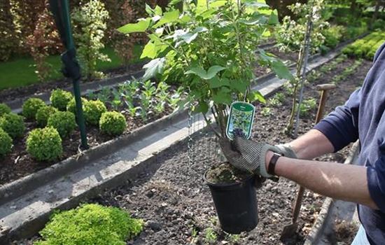 Schwarze Johannisbeeren - Einpflanzen im Garten