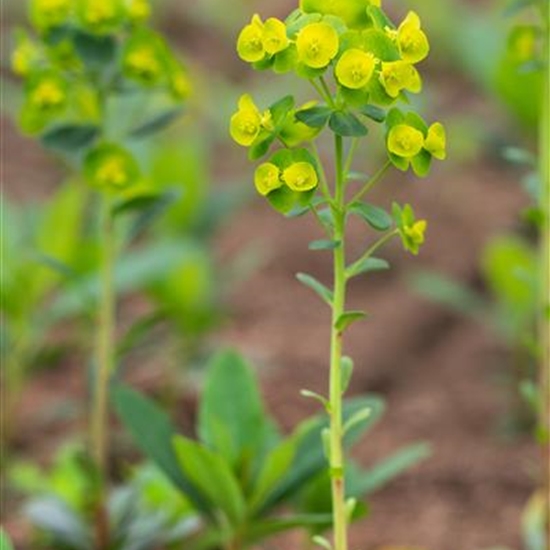 Euphorbia amygdaloides var. robbiae