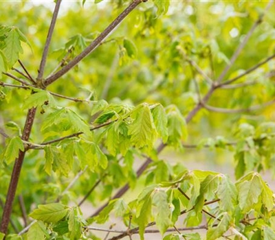 Acer griseum