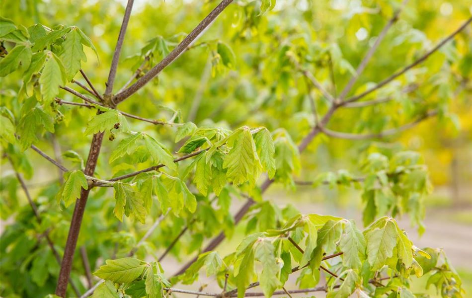 Acer griseum