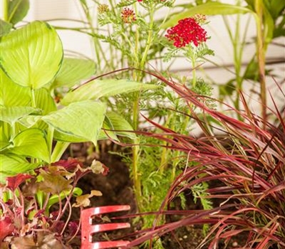 Achillea millefolium 'Fanal'