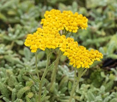 Achillea tomentosa