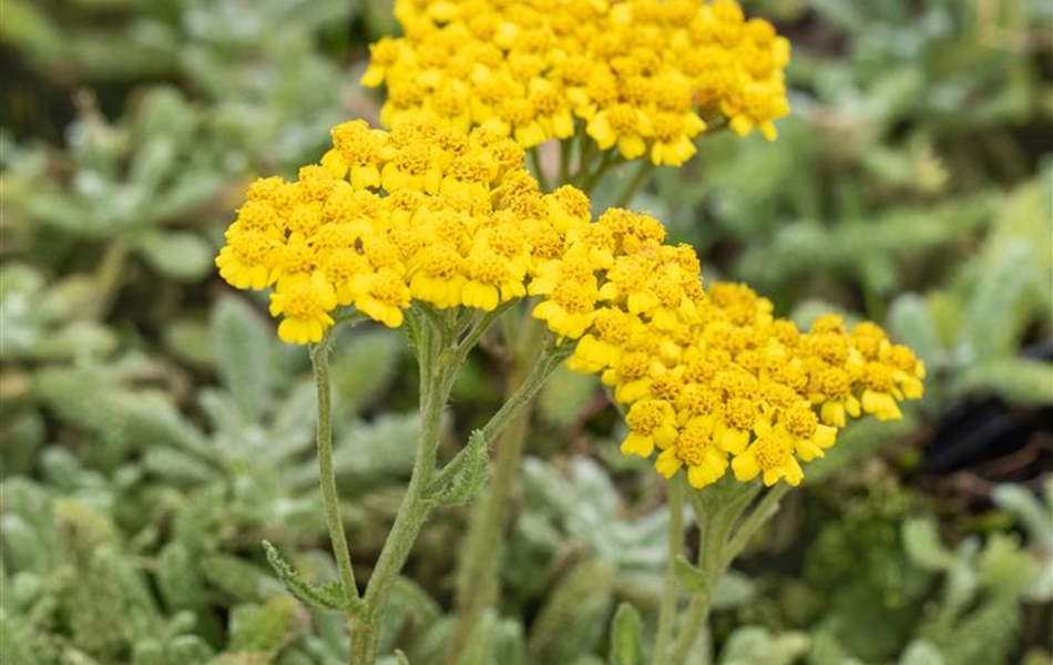 Achillea tomentosa