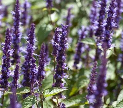 Agastache 'Black Adder'