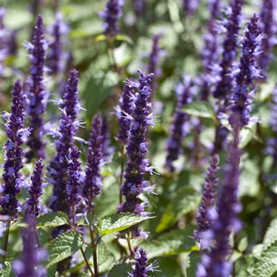 Agastache 'Black Adder'