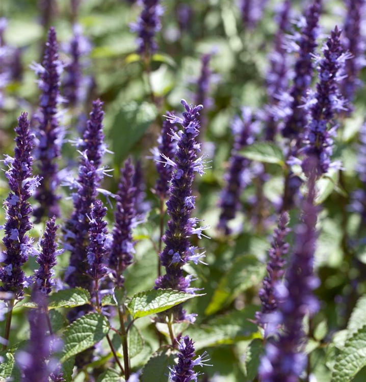 Agastache, Duftnessel