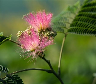 Albizia julibrissin 'Ombrella'