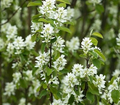 Amelanchier ovalis 'Helvetia'