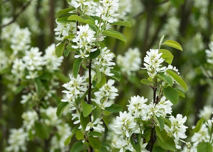 Amelanchier ovalis 'Helvetia'