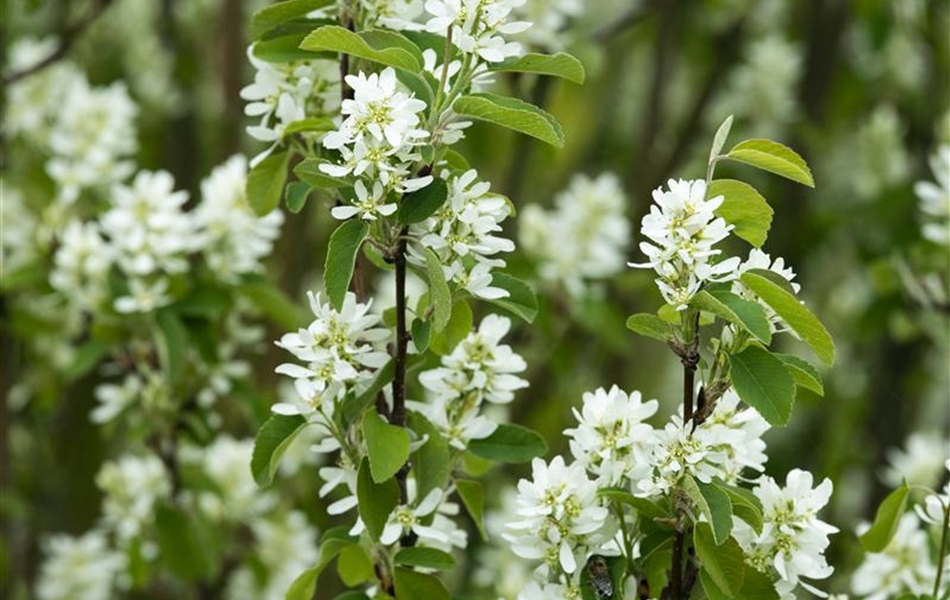 Amelanchier ovalis 'Helvetia'